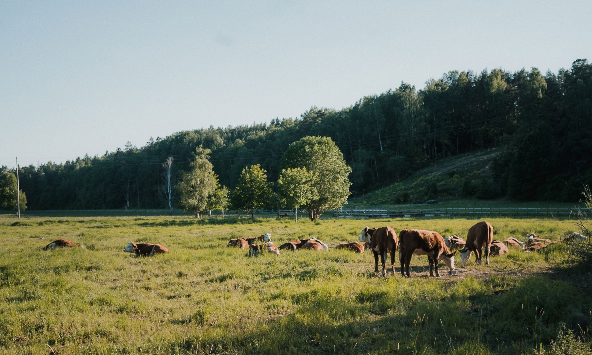 cows on a field